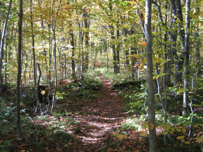 Week 40 of the year in Vermont